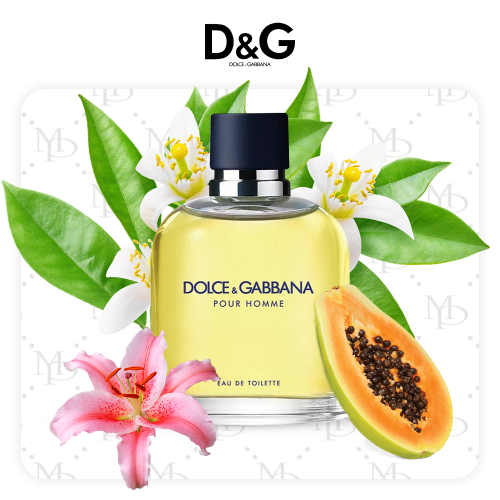 Dolce&Gabbana Pour Homme - My Parfumer